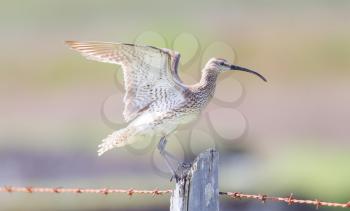 Whimbrel standing on a wooden pole - Summer in Iceland