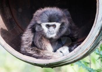 Adult white handed gibbon sitting in a barrel