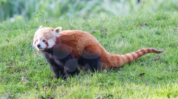 The Red Panda, Firefox or Lesser Panda (Ailurus fulgens)