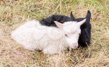 Little newborn lambs resting on the grass - Black and white - Iceland