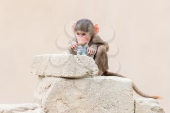 Baby baboon learning to eat through play, big piece of plastic