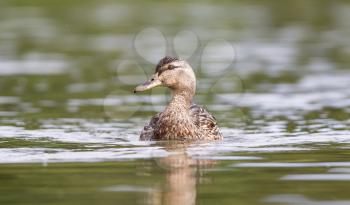 Mallard duck female swimming