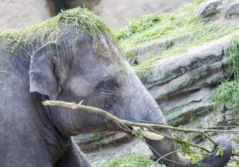 Asian elephant playing with grass and a branch