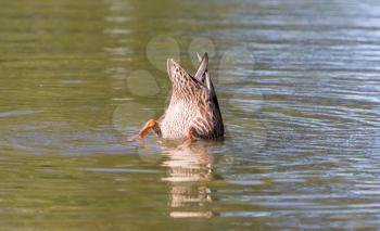 Mallard duck diving in the lake water
