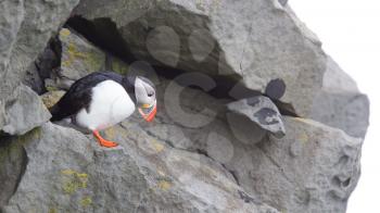Colorful Puffin isolated in natural environment in Iceland