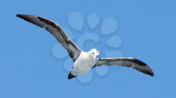 Young Northern Gannet (Morus bassanus) in flight, blue sky, Iceland