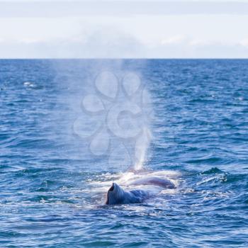 Blowout of a large Sperm Whale near Iceland (Atlantic ocean)