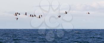 Flock of geese Anser albifrons flying over the Atlantic ocean near Iceland