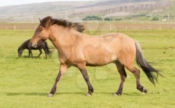 Brown icelandic horse in profile - Walking in meadow