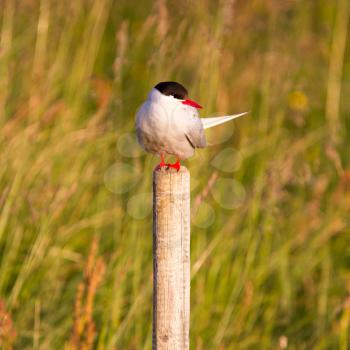 Arctic tern resting, warm evening sunlight - Common bird in Iceland