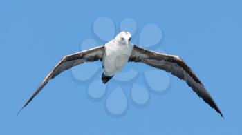 Young Northern Gannet (Morus bassanus) in flight, blue sky, Iceland