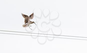 Whimbrel landing on electricity cables - Selective focus