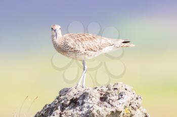 Whimbrel in it's natural habitat (summer in Iceland)