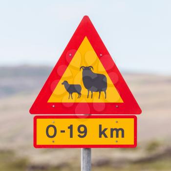 Real Sheep Crossing traffic sign in Iceland