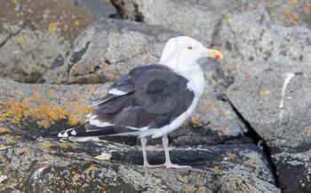 Greater Black-backed Gull (Larus marinus) standing on a rock by the Atlantic Ocean