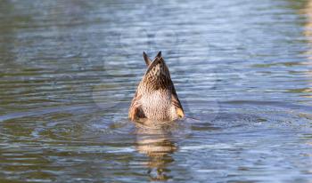 Mallard duck diving in the lake water