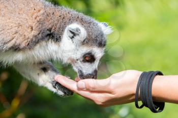 Lemur is eating special food from human hands - Selective focus