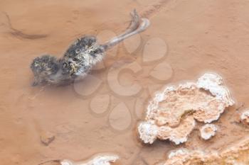 Dead bird in hot water - Geothermally active valley of Haukadalur - Southwest Iceland