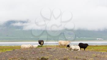 Herd of sheep in a field - West Iceland