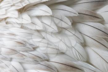 White fluffy feather closeup - Selective focus on some feathers