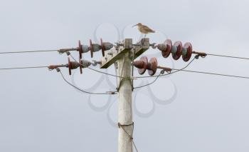 Whimbrel standing on electricity cables - Selective focus