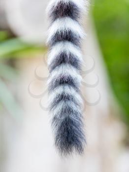 Close up of a ring-tailed lemur tail texture, macro, black and white