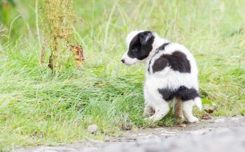 Small Border Collie puppy on a farm, brown eyed, pooing