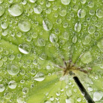 Green leaf with water droplet, close-up and selective focus