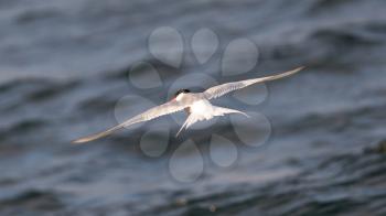 Arctic tern in flight - Common bird in Iceland