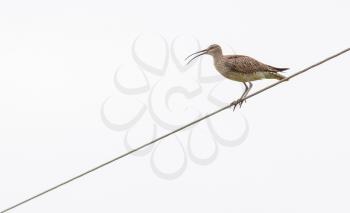 Whimbrel standing on electricity cables - Selective focus