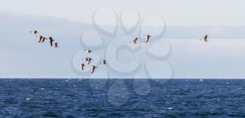Flock of geese Anser albifrons flying over the Atlantic ocean near Iceland