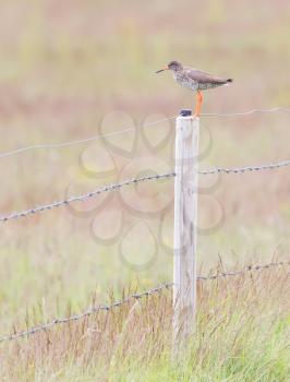 Redshank on a pole, one of Icelands common birds