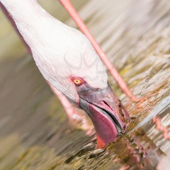 Pink flamingo is drinking, Africa - Selective focus