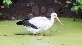 Adult stork walking in a pond filled with duckweed