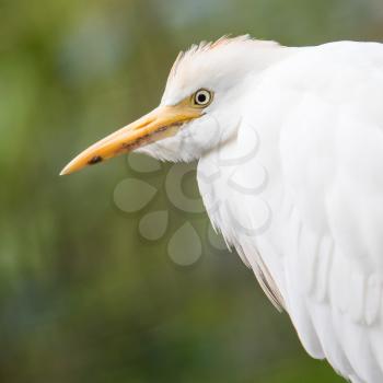 Cattle Egret, Bubulcus ibis, with breeding colors on nest with green background