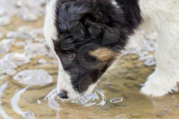 Small Border Collie puppy on a farm, brown eyed, drinking from a pool