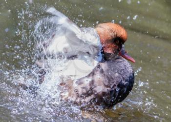Red-crested Pochard swimming in a lake, the Netherlands