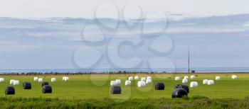 Hay bales sealed with plastic wrap in the Icelandic field