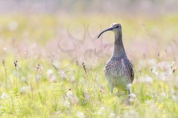 Whimbrel in it's natural habitat (summer in Iceland)