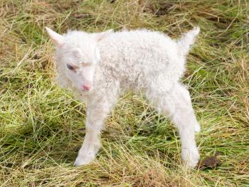 Little newborn lamb standing on the grass - Iceland