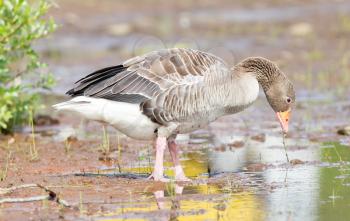 Greylag Goose (Anser Anser) drinking in a national park in Iceland