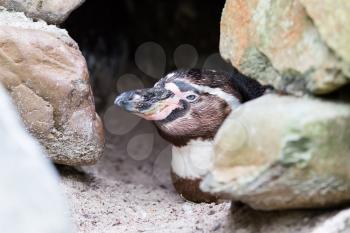 Singe pinguin resting in it's cave, the Netherlands