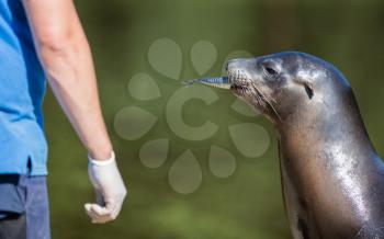 Adult sealion being treated by a veterinarian - Selective focus on human hand