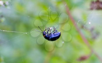 Spider catching beetle - Mummified beetle in an spider's web