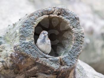 Sparrow in a hollow tree, selective focus