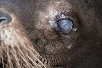 Sea lion closeup - Selective focus on the eye