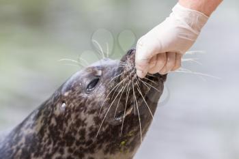 Adult sealion being treated by a veterinarian - Selective focus on human hand