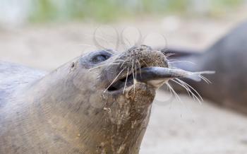 Sea lion closeup, eating fish - Selective focus on the eye