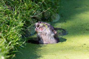 Close-up of an otter eating special food, Holland