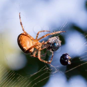 Spider catching beetle - Mummified beetle in an spider's web